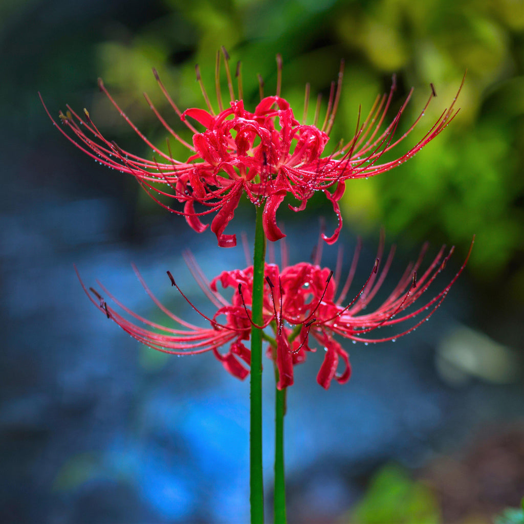 Red Radiata Trio Lycoris Spider Lilies Bulbs Hurricane Lily Cluster Amayllis Growing Bonsai Roots Rhizomes Corms Tubers Potted Planting Reblooming Fragrant Garden Species Blooms Flower Seeds Plant Gardening