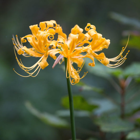 Yellow Aurea Trio Lycoris Spider Lilies Bulbs Radiata Hurricane Lily Cluster Amayllis Growing Bonsai Roots Rhizomes Corms Tubers Potted Planting Reblooming Fragrant Garden Species Blooms Flower Seeds Plant Gardening
