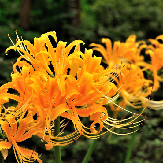 Yellow Aurea Trio Lycoris Spider Lilies Bulbs Radiata Hurricane Lily Cluster Amayllis Growing Bonsai Roots Rhizomes Corms Tubers Potted Planting Reblooming Fragrant Garden Species Blooms Flower Seeds Plant Gardening