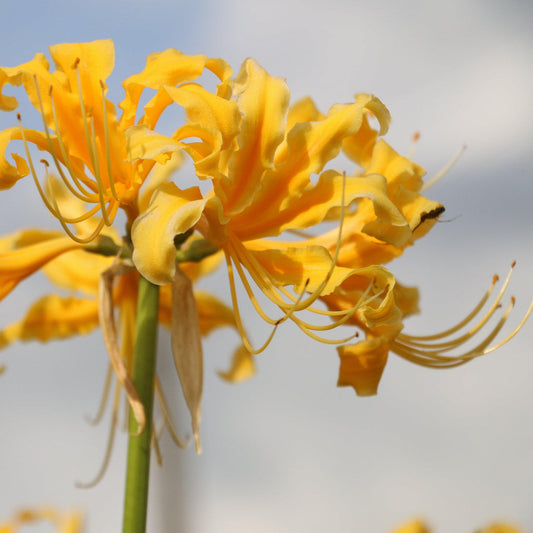 Yellow Aurea Lycoris Spider Lilies Bulbs Radiata Hurricane Lily Cluster Amayllis Growing Bonsai Roots Rhizomes Corms Tubers Potted Planting Reblooming Fragrant Garden Species Blooms Flower Seeds Plant Gardening