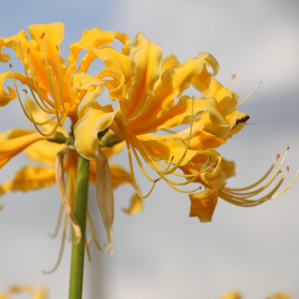 Yellow Aurea Lycoris Spider Lilies Bulbs Radiata Hurricane Lily Cluster Amayllis Growing Bonsai Roots Rhizomes Corms Tubers Potted Planting Reblooming Fragrant Garden Species Blooms Flower Seeds Plant Gardening