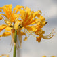 Yellow Aurea Trio Lycoris Spider Lilies Bulbs Radiata Hurricane Lily Cluster Amayllis Growing Bonsai Roots Rhizomes Corms Tubers Potted Planting Reblooming Fragrant Garden Species Blooms Flower Seeds Plant Gardening