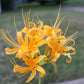Yellow Aurea Lycoris Spider Lilies Bulbs Radiata Hurricane Lily Cluster Amayllis Growing Bonsai Roots Rhizomes Corms Tubers Potted Planting Reblooming Fragrant Garden Species Blooms Flower Seeds Plant Gardening