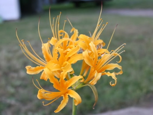 Yellow Aurea Lycoris Spider Lilies Bulbs Radiata Hurricane Lily Cluster Amayllis Growing Bonsai Roots Rhizomes Corms Tubers Potted Planting Reblooming Fragrant Garden Species Blooms Flower Seeds Plant Gardening