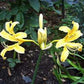 Arnold Aurea Lycoris Spider Lilies Bulbs Radiata Hurricane Lily Cluster Amayllis Growing Bonsai Roots Rhizomes Corms Tubers Potted Planting Reblooming Fragrant Garden Species Blooms Flower Seeds Plant Gardening