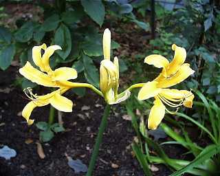 Arnold Aurea Lycoris Spider Lilies Bulbs Radiata Hurricane Lily Cluster Amayllis Growing Bonsai Roots Rhizomes Corms Tubers Potted Planting Reblooming Fragrant Garden Species Blooms Flower Seeds Plant Gardening