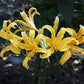 Arnold Aurea Lycoris Spider Lilies Bulbs Radiata Hurricane Lily Cluster Amayllis Growing Bonsai Roots Rhizomes Corms Tubers Potted Planting Reblooming Fragrant Garden Species Blooms Flower Seeds Plant Gardening