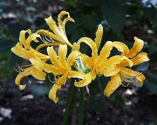 Arnold Aurea Lycoris Spider Lilies Bulbs Radiata Hurricane Lily Cluster Amayllis Growing Bonsai Roots Rhizomes Corms Tubers Potted Planting Reblooming Fragrant Garden Species Blooms Flower Seeds Plant Gardening