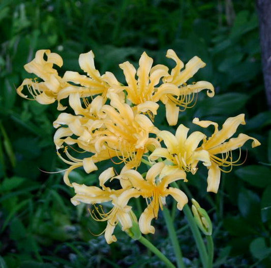 Arnold Aurea Lycoris Spider Lilies Bulbs Radiata Hurricane Lily Cluster Amayllis Growing Bonsai Roots Rhizomes Corms Tubers Potted Planting Reblooming Fragrant Garden Species Blooms Flower Seeds Plant Gardening