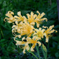 Arnold Aurea Lycoris Spider Lilies Bulbs Radiata Hurricane Lily Cluster Amayllis Growing Bonsai Roots Rhizomes Corms Tubers Potted Planting Reblooming Fragrant Garden Species Blooms Flower Seeds Plant Gardening
