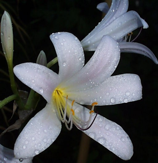Snow White Aurea Lycoris Spider Lilies Bulbs Radiata Hurricane Lily Cluster Amayllis Growing Bonsai Roots Rhizomes Corms Tubers Potted Planting Reblooming Fragrant Garden Species Blooms Flower Seeds Plant Gardening