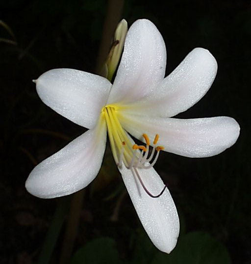 Snow White Aurea Lycoris Spider Lilies Bulbs Radiata Hurricane Lily Cluster Amayllis Growing Bonsai Roots Rhizomes Corms Tubers Potted Planting Reblooming Fragrant Garden Species Blooms Flower Seeds Plant Gardening
