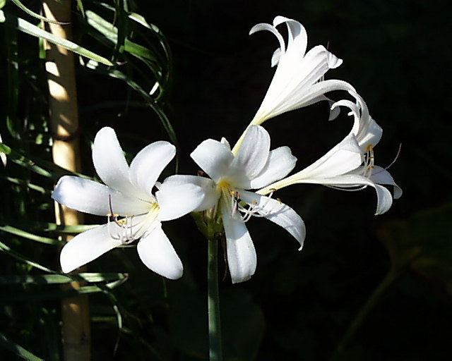 Snow White Aurea Lycoris Spider Lilies Bulbs Radiata Hurricane Lily Cluster Amayllis Growing Bonsai Roots Rhizomes Corms Tubers Potted Planting Reblooming Fragrant Garden Species Blooms Flower Seeds Plant Gardening