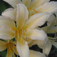 Faint Yellow Lycoris Spider Lilies Bulbs Radiata Hurricane Lily Cluster Amayllis Growing Bonsai Roots Rhizomes Corms Tubers Potted Planting Reblooming Fragrant Garden Species Blooms Flower Seeds Plant Gardening