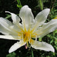 Faint Yellow Lycoris Spider Lilies Bulbs Radiata Hurricane Lily Cluster Amayllis Growing Bonsai Roots Rhizomes Corms Tubers Potted Planting Reblooming Fragrant Garden Species Blooms Flower Seeds Plant Gardening