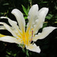 Faint Yellow Lycoris Spider Lilies Bulbs Radiata Hurricane Lily Cluster Amayllis Growing Bonsai Roots Rhizomes Corms Tubers Potted Planting Reblooming Fragrant Garden Species Blooms Flower Seeds Plant Gardening