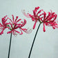Bill Dijk Lycoris Spider Lilies Bulbs Radiata Hurricane Lily Cluster Amayllis Growing Bonsai Roots Rhizomes Corms Tubers Potted Planting Reblooming Fragrant Garden Species Blooms Flower Seeds Plant Gardening