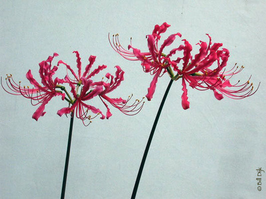 Bill Dijk Lycoris Spider Lilies Bulbs Radiata Hurricane Lily Cluster Amayllis Growing Bonsai Roots Rhizomes Corms Tubers Potted Planting Reblooming Fragrant Garden Species Blooms Flower Seeds Plant Gardening