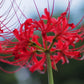 Red Spider Lily Lycoris Radiata Bulbs Hurricane Lily Cluster Amayllis Growing Bonsai Roots Rhizomes Corms Tubers Potted Planting Reblooming Fragrant Garden Species Blooms Flower Seeds Plant Gardening