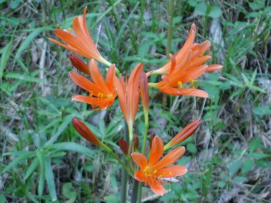 Beautiful Orange Lycoris Spider Lilies Bulbs Radiata Hurricane Lily Cluster Amayllis Growing Bonsai Roots Rhizomes Corms Tubers Potted Planting Reblooming Fragrant Garden Species Blooms Flower Seeds Plant Gardening