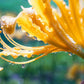 Yellow Aurea Lycoris Spider Lilies Bulbs Radiata Hurricane Lily Cluster Amayllis Growing Bonsai Roots Rhizomes Corms Tubers Potted Planting Reblooming Fragrant Garden Species Blooms Flower Seeds Plant Gardening