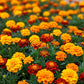 Marigold Dwarf Mix Seed