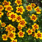 Marigold Seed