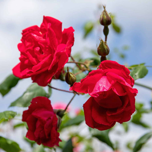 Climber Rose Plant Seedlings Flower Seeds Perennial Growing Bonsai Corms Tubers Potted Planting Reblooming Fragrant Garden Roots Rhizomes Species Blooms Bulbs Gardening Tree