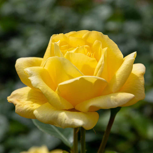 Award Rose Seedlings Flower Seeds Perennial Growing Bonsai Corms Tubers Potted Planting Reblooming Fragrant Garden Roots Rhizomes Species Blooms Plant Bulbs Gardening Tree