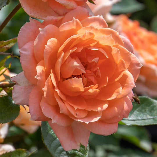 Power Rose Seedlings Flower Seeds Perennial Growing Bonsai Corms Tubers Potted Planting Reblooming Fragrant Garden Roots Rhizomes Species Blooms Plant Bulbs Gardening Tree