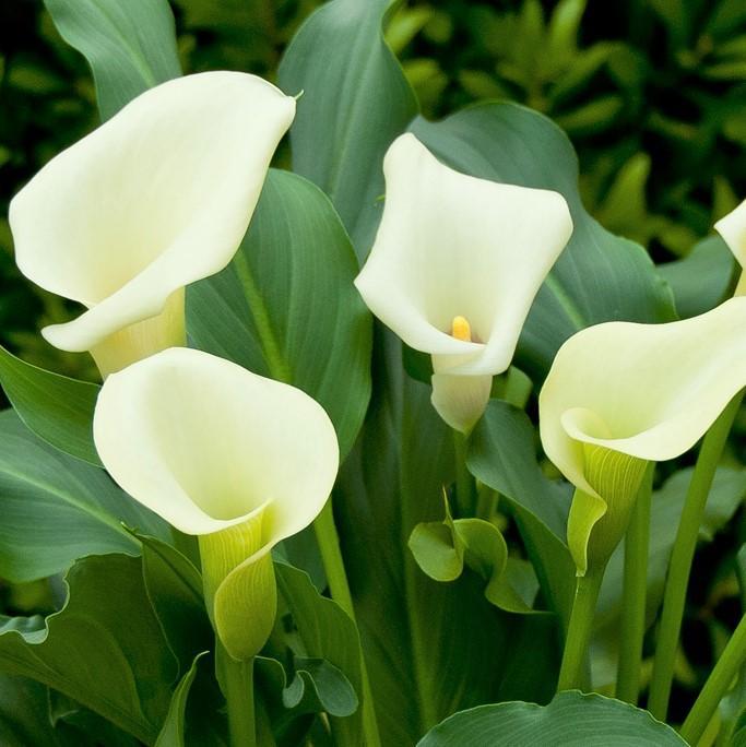 Calla - Mint Julep