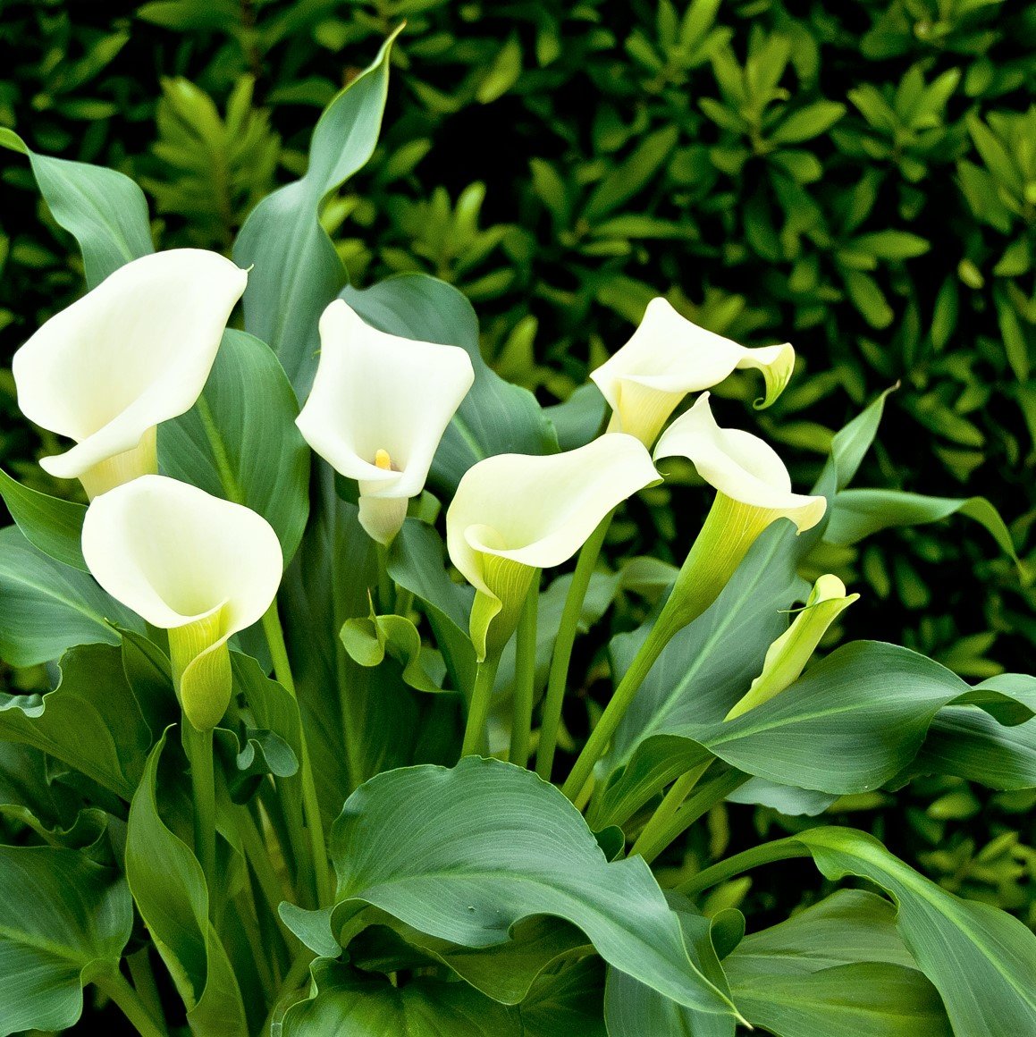 Calla - Mint Julep