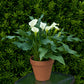 Calla - Mint Julep