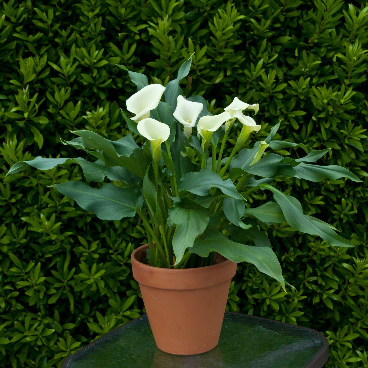 Calla - Mint Julep
