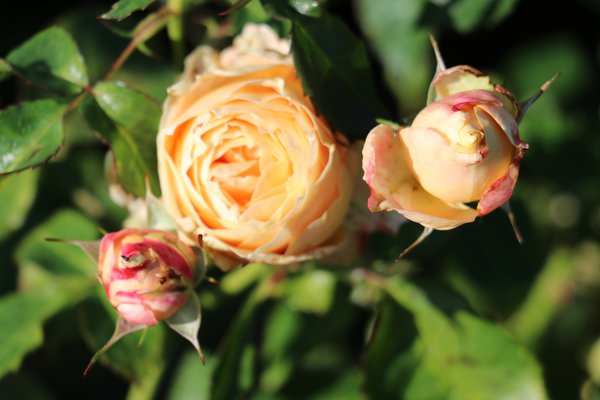 Dolce Rose Seedlings Flower Seeds Perennial Growing Bonsai Corms Tubers Potted Planting Reblooming Fragrant Garden Roots Rhizomes Species Blooms Plant Bulbs Gardening Tree