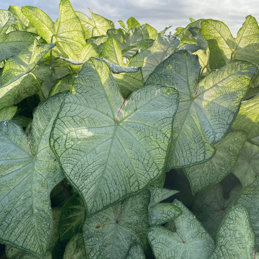 Caladium - Florida Moonlight