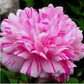 Double Light Mix Moss Rose Seedlings Flower Seeds Perennial Growing Bonsai Corms Tubers Potted Planting Reblooming Fragrant Garden Roots Rhizomes Species Blooms Plant Bulbs Gardening Tree
