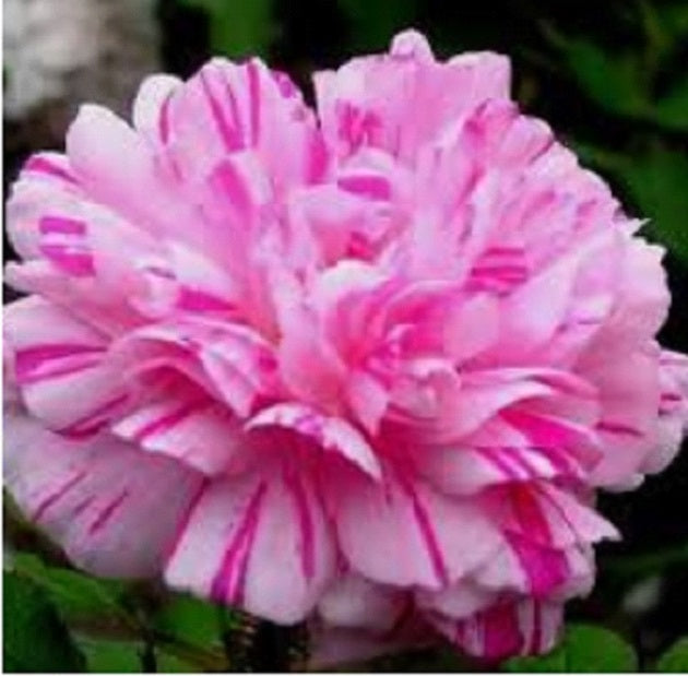Double Light Mix Moss Rose Seedlings Flower Seeds Perennial Growing Bonsai Corms Tubers Potted Planting Reblooming Fragrant Garden Roots Rhizomes Species Blooms Plant Bulbs Gardening Tree