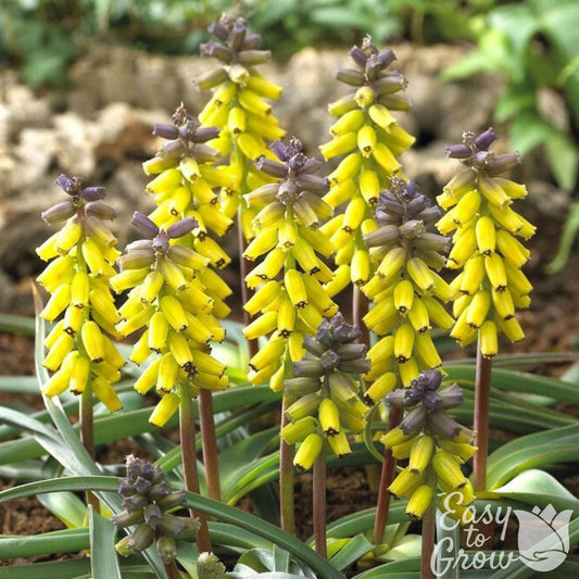 Muscari - Grape Hyacinth Golden Fragrance