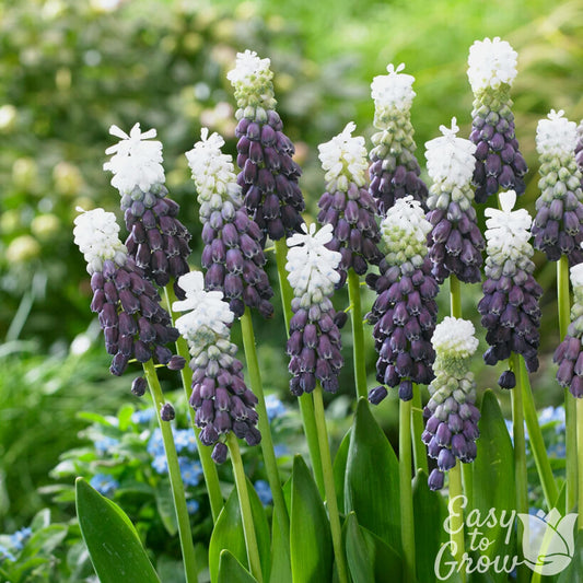 Muscari - Grape Hyacinth Grape Ice