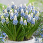 Muscari - Grape Hyacinth Mt. Lady