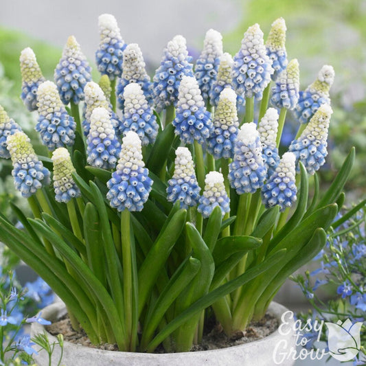 Muscari - Grape Hyacinth Mt. Lady