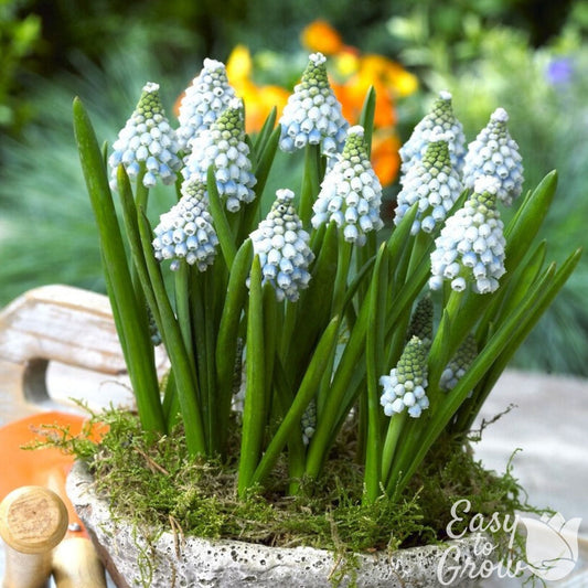 Muscari - Grape Hyacinth Ocean Magic