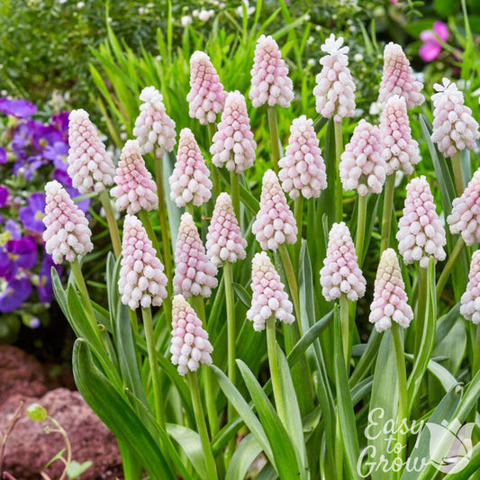 Muscari - Grape Hyacinth Pink Surprise