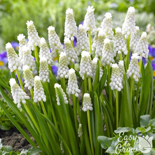 Muscari - Grape Hyacinth Siberian Tiger