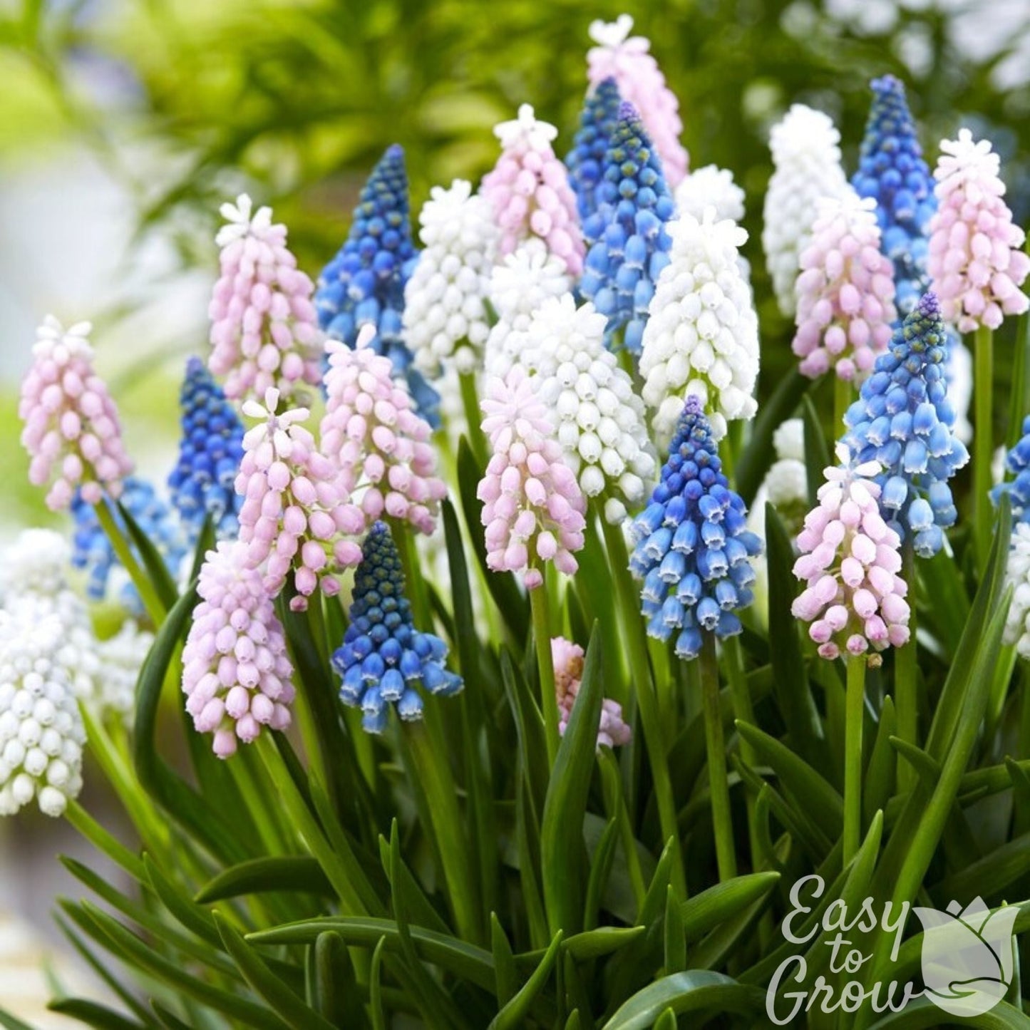 Muscari - Grape Hyacinth Skylight Mix