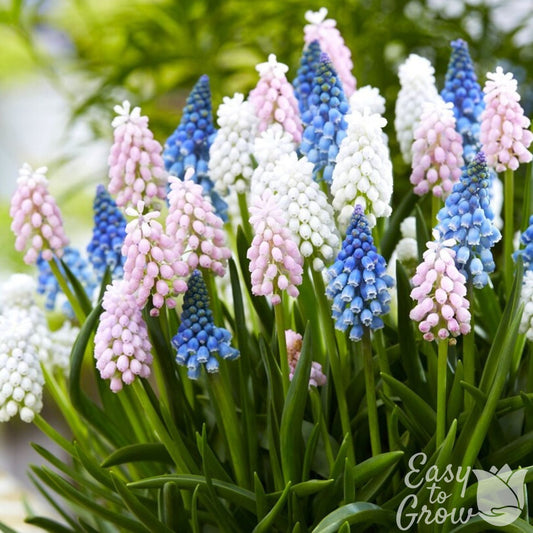 Muscari - Grape Hyacinth Skylight Mix