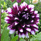 Dahlia - Mystery Day