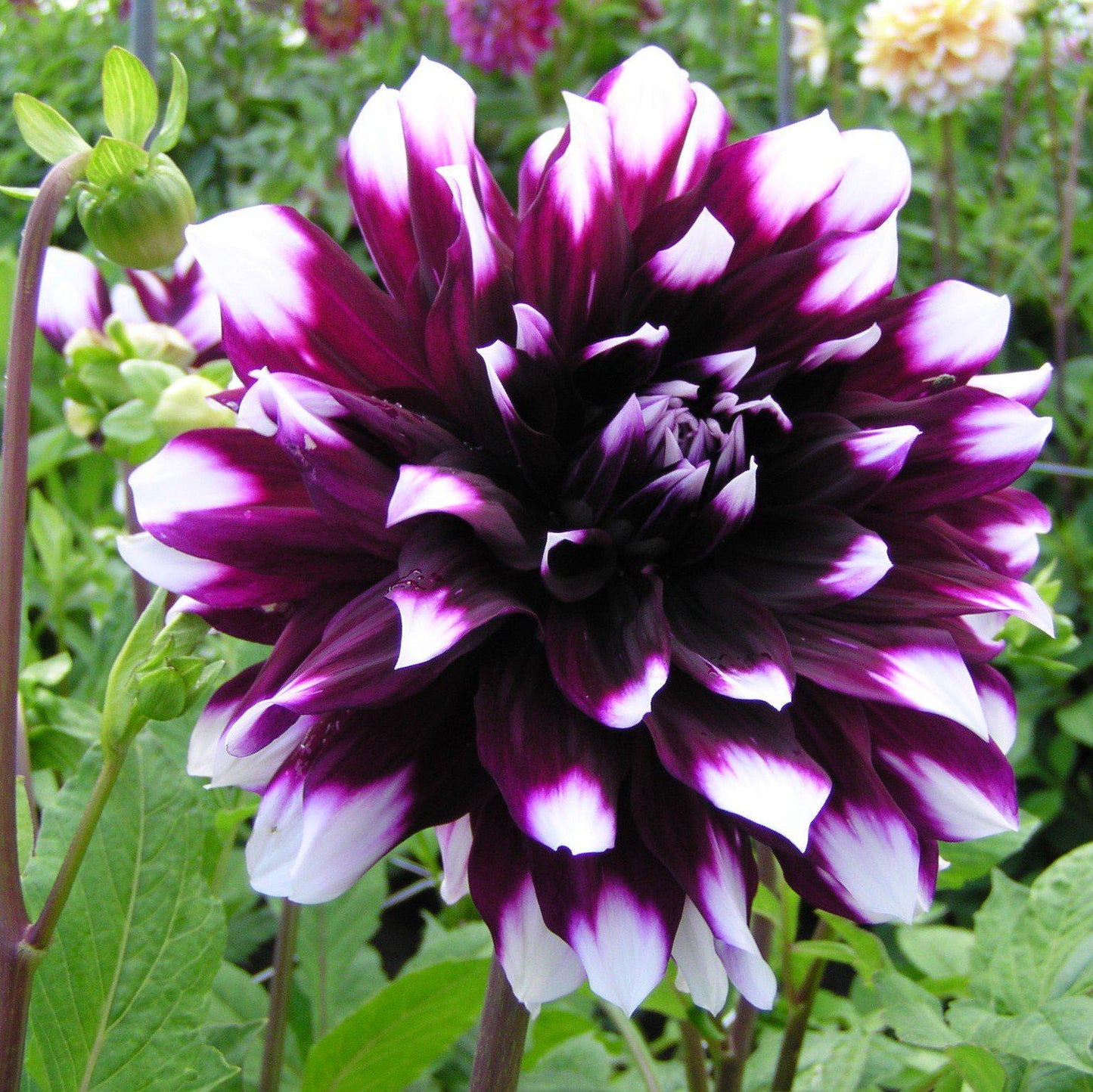 Dahlia - Mystery Day