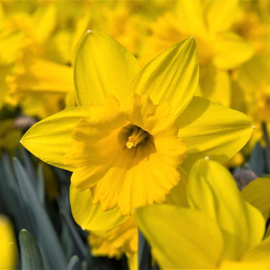 Yellow Narcissus Marieke Daffodil Bulbs Blooms Species Growing Bonsai Roots Rhizomes Corms Tubers Potted Planting Reblooming Fragrant Garden Flower Seeds Plant